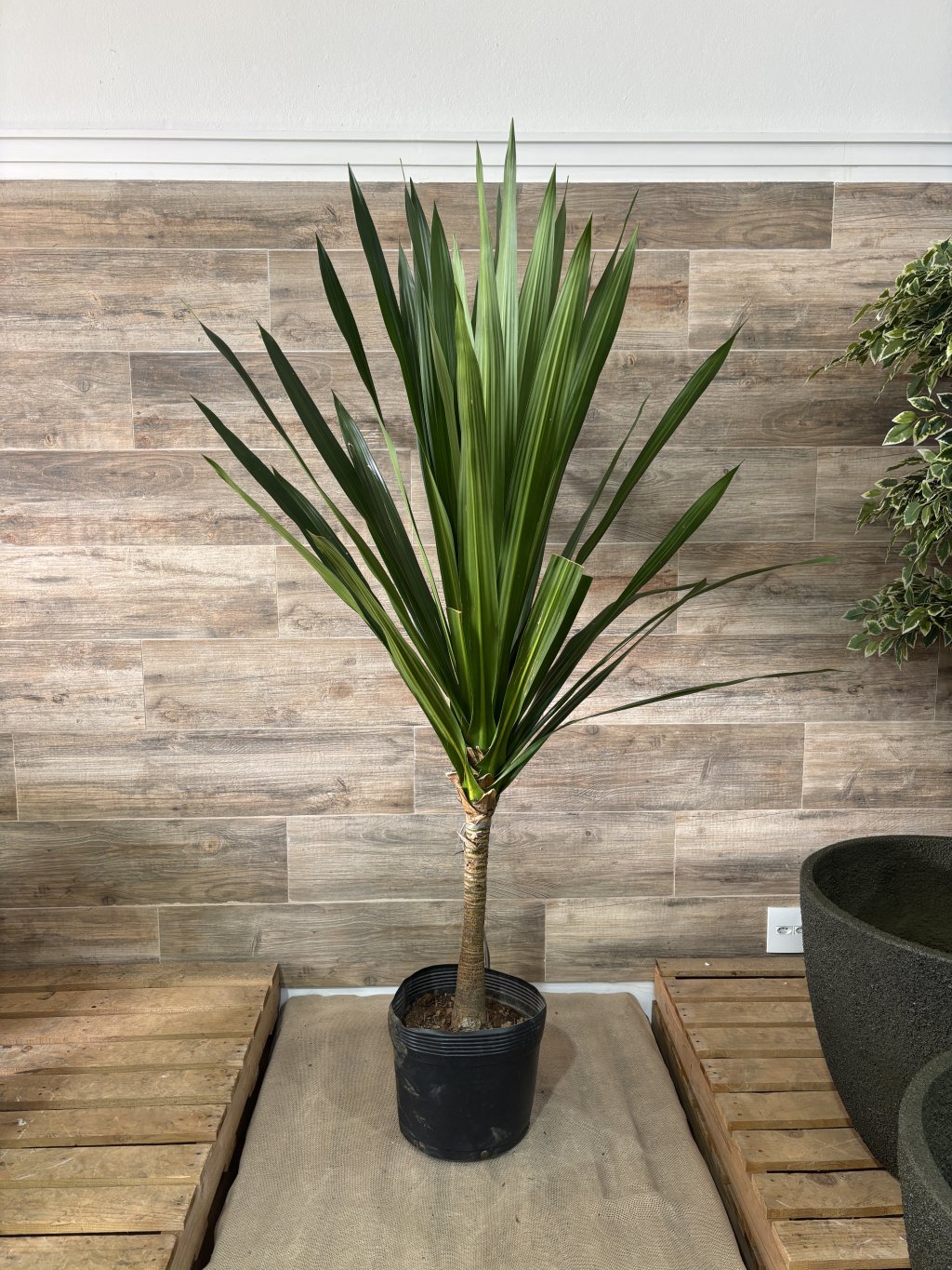 DRACENA ARBOREA