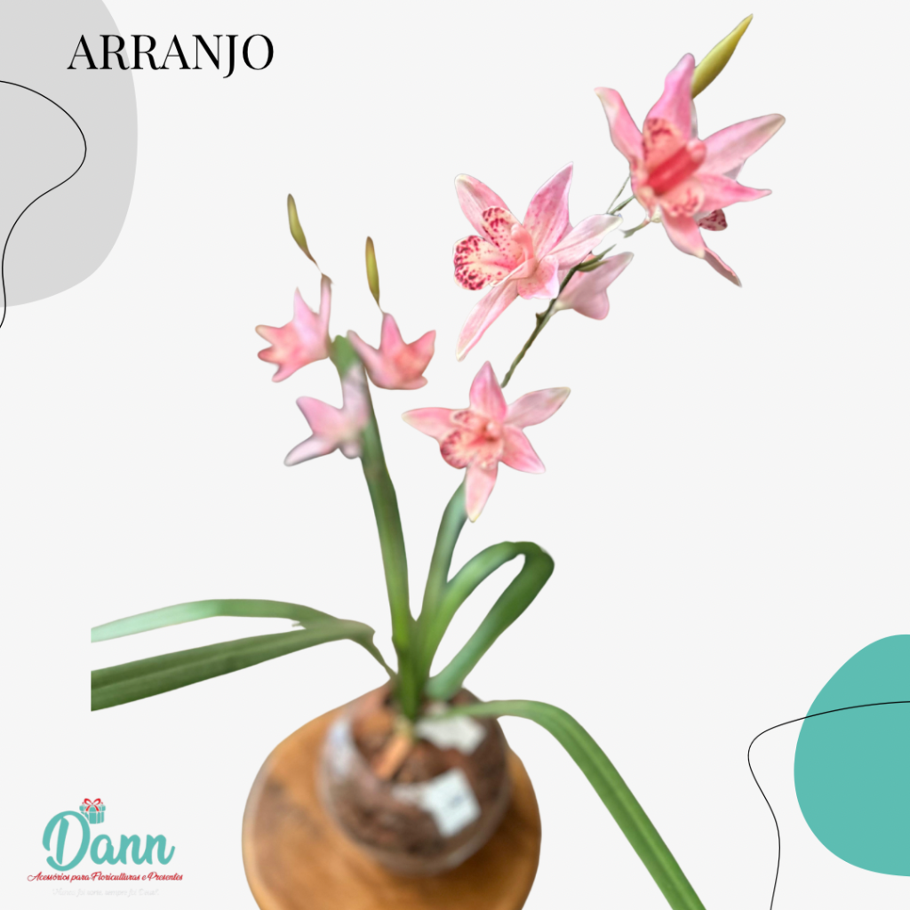 VASO + CYMBIDIUM 