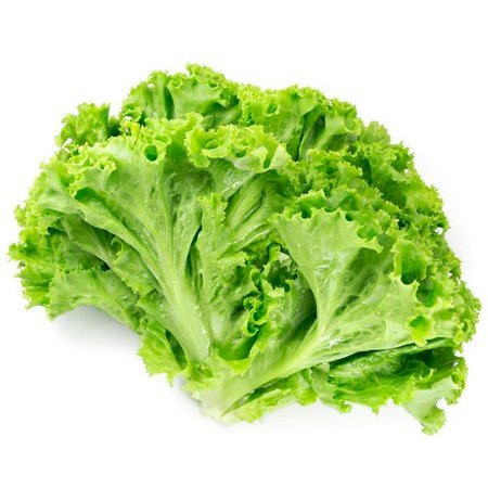 Alface crespa 