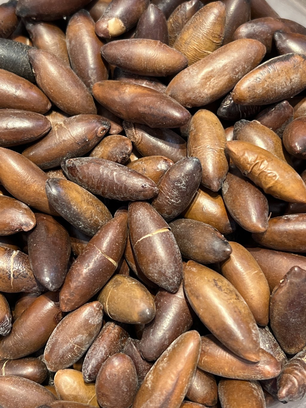 CASTANHA DE BARU