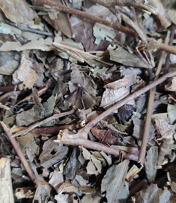 HAMAMELIS