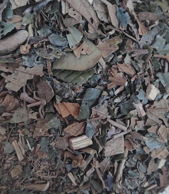 CANELA DE VELHO