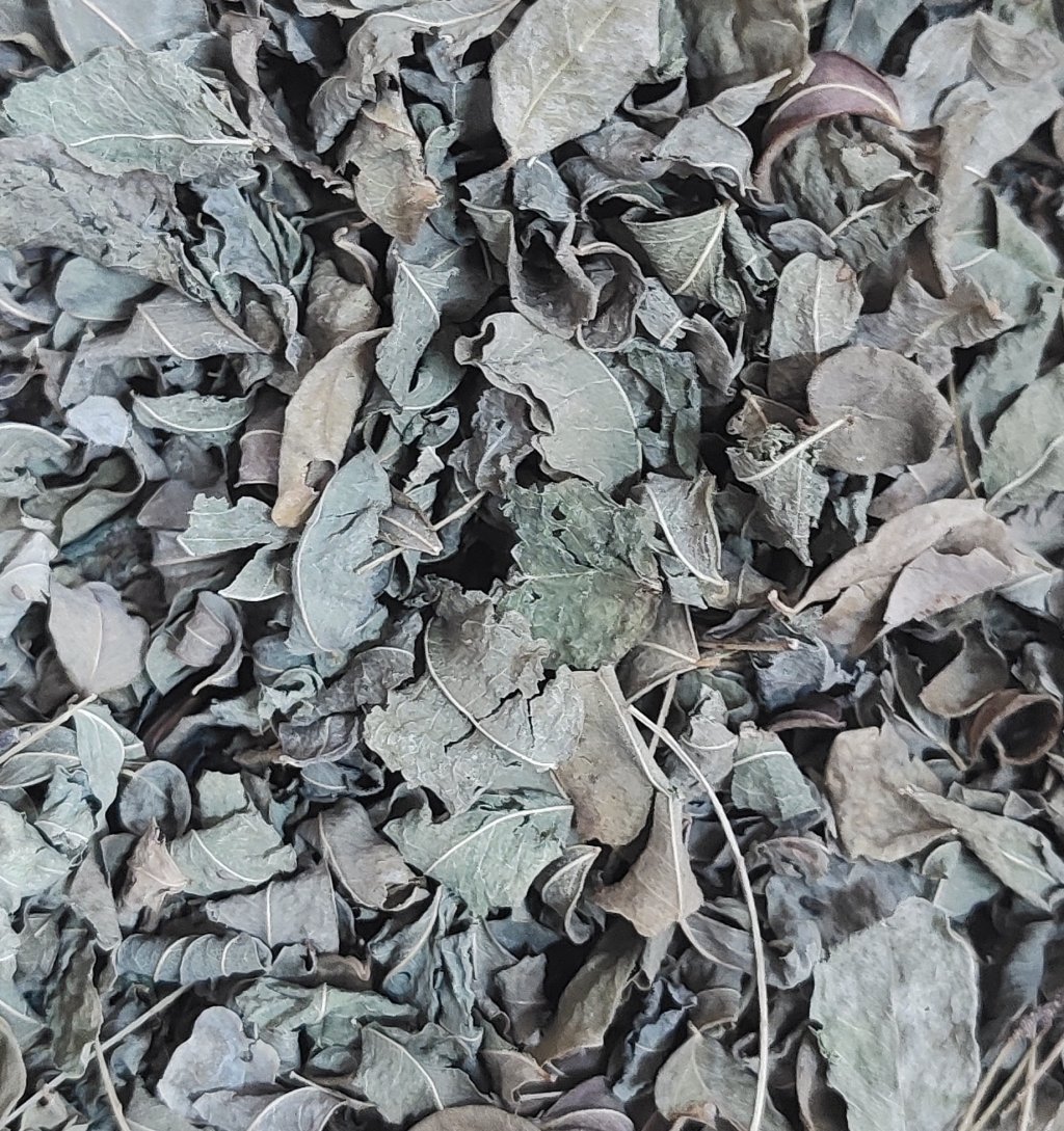 MORINGA