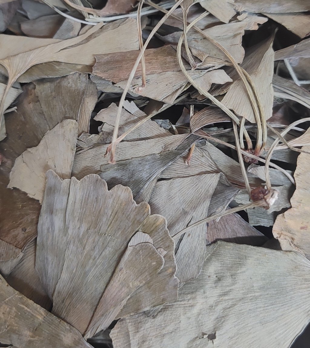 GINKGO BILOBA FOLHA