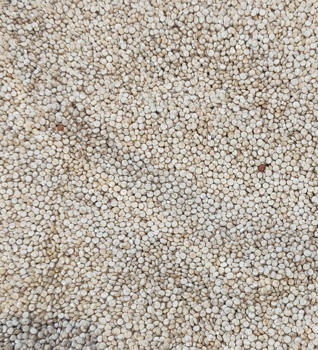QUINUA EM GRÃO
