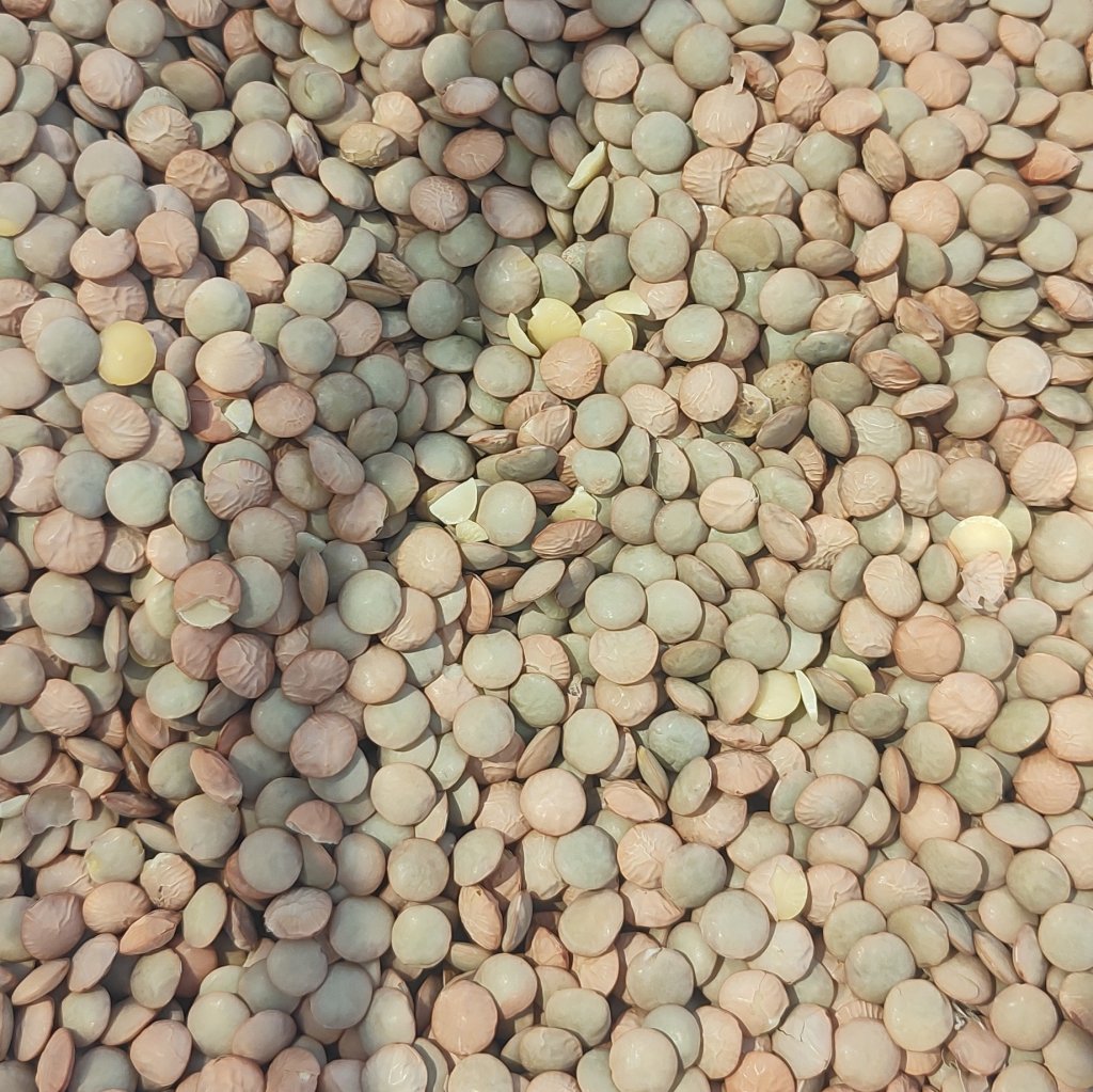 LENTILHA CANADENSE