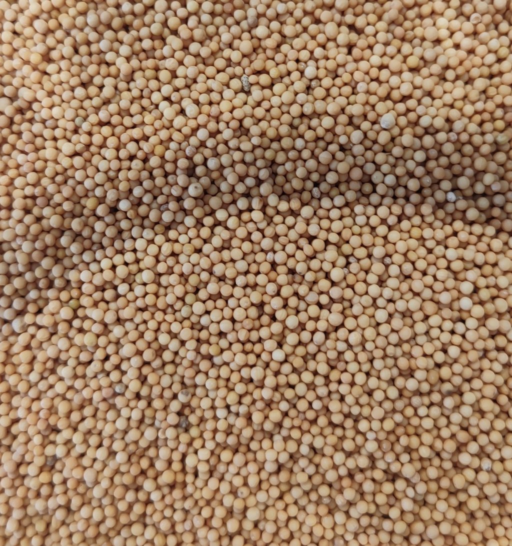MOSTARDA EM GRÃOS