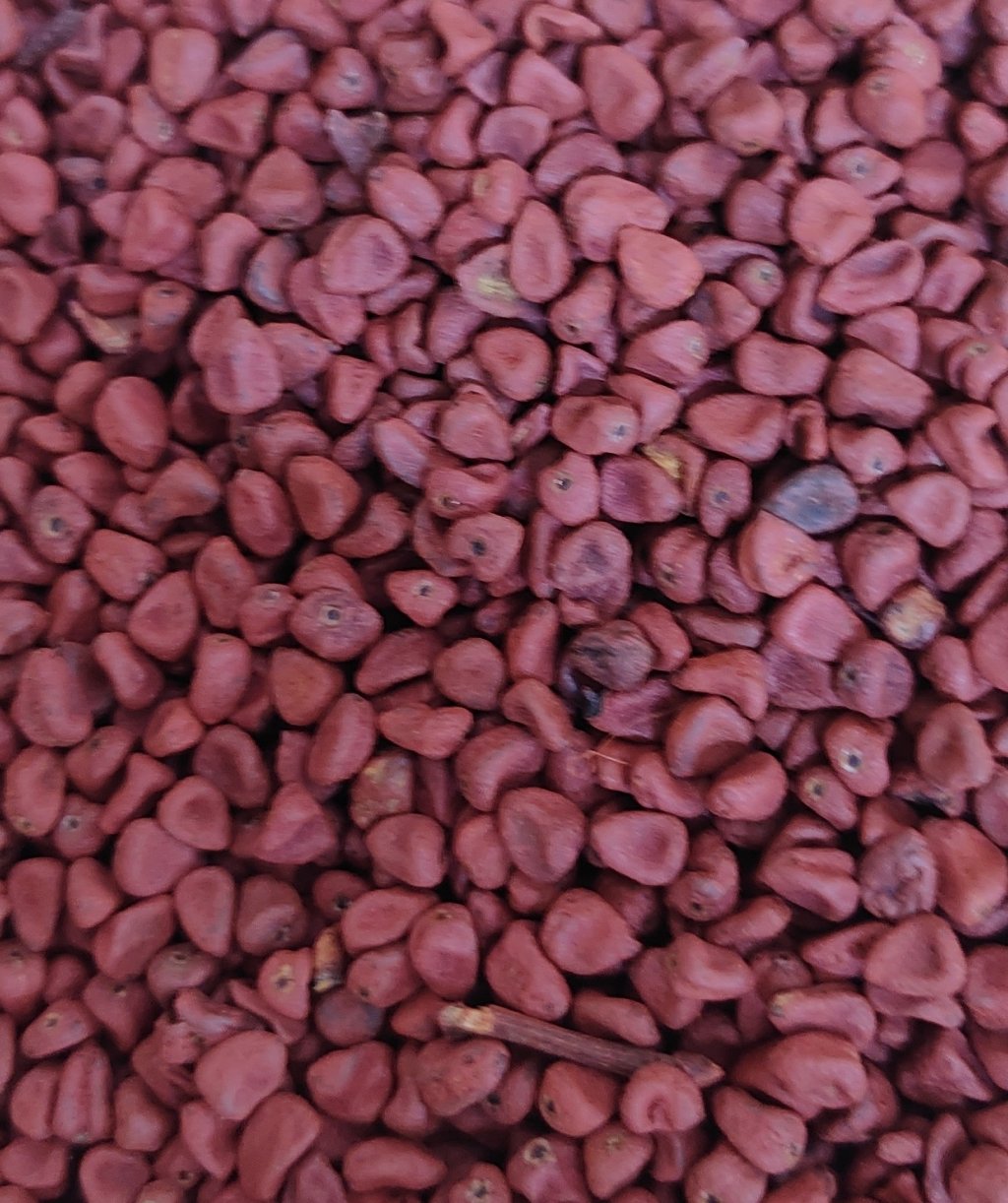 SEMENTE DE URUCUM