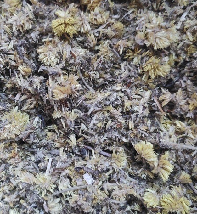 MACELA