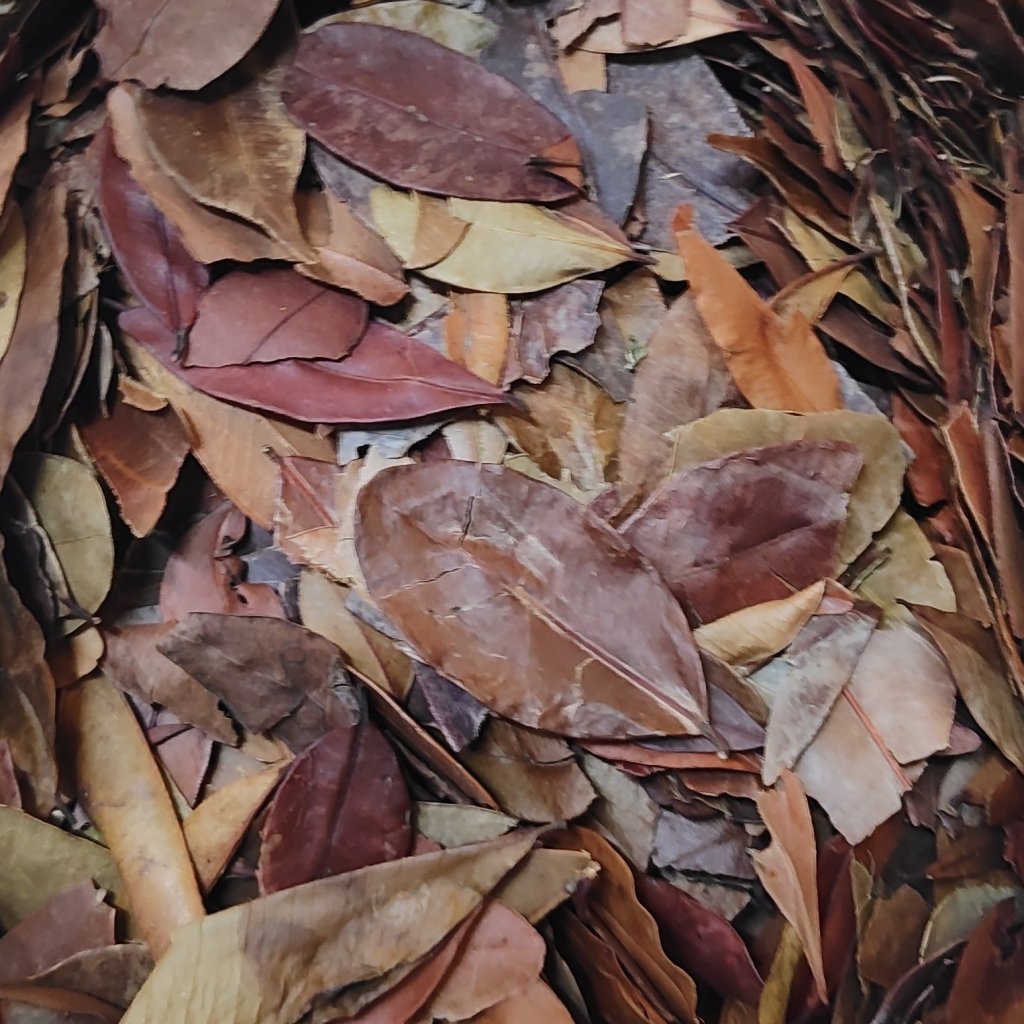 PEDRA UME (INSULINA VEGETAL)