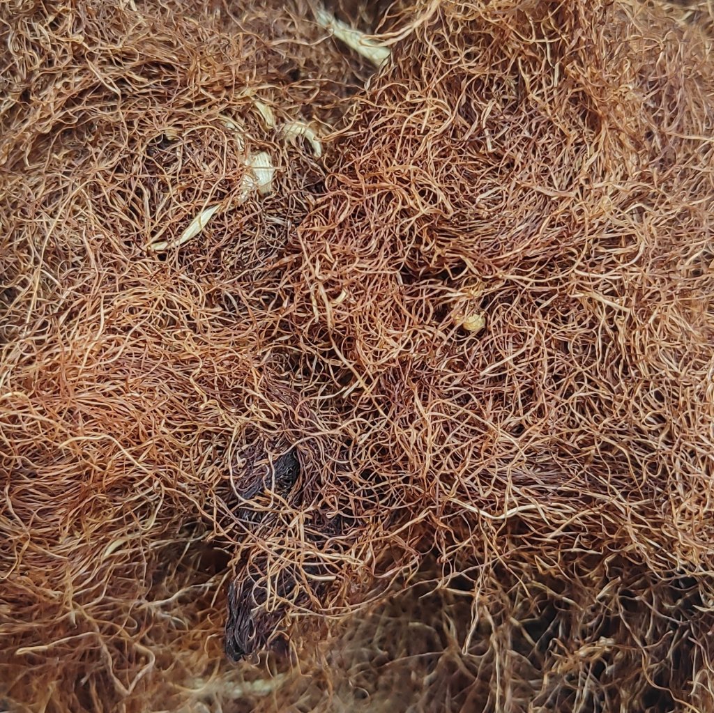 CABELO DE MILHO