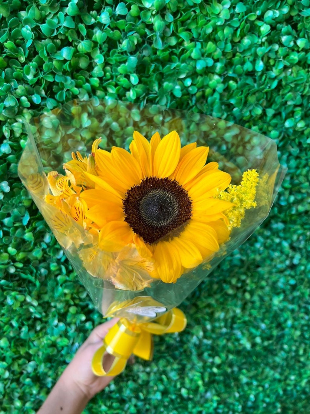 Botão de Girassol Embalado