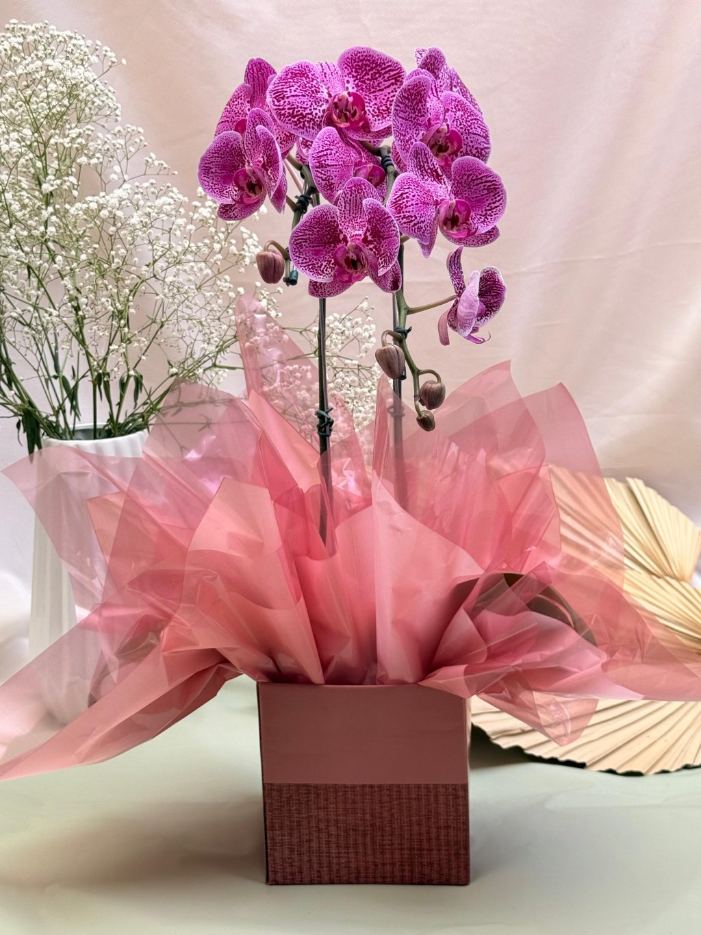 Orquídea Phalaenopsis Cascata 2 Hastes 🌸🎁