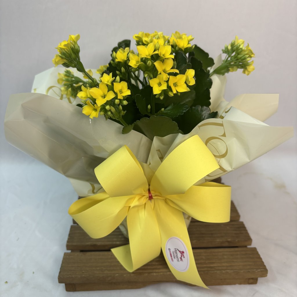 Kalanchoe