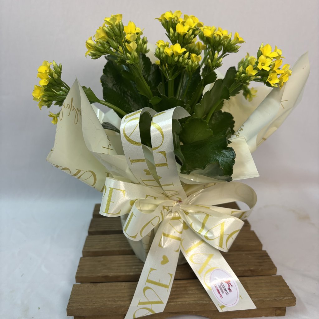 Kalanchoe