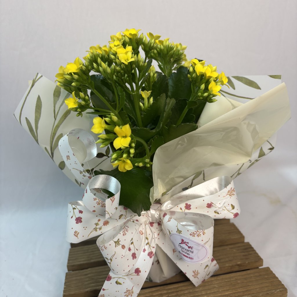 Kalanchoe