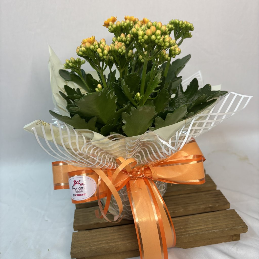 Kalanchoe