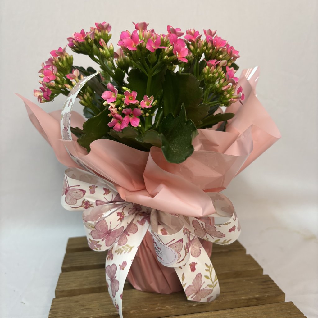 Kalanchoe
