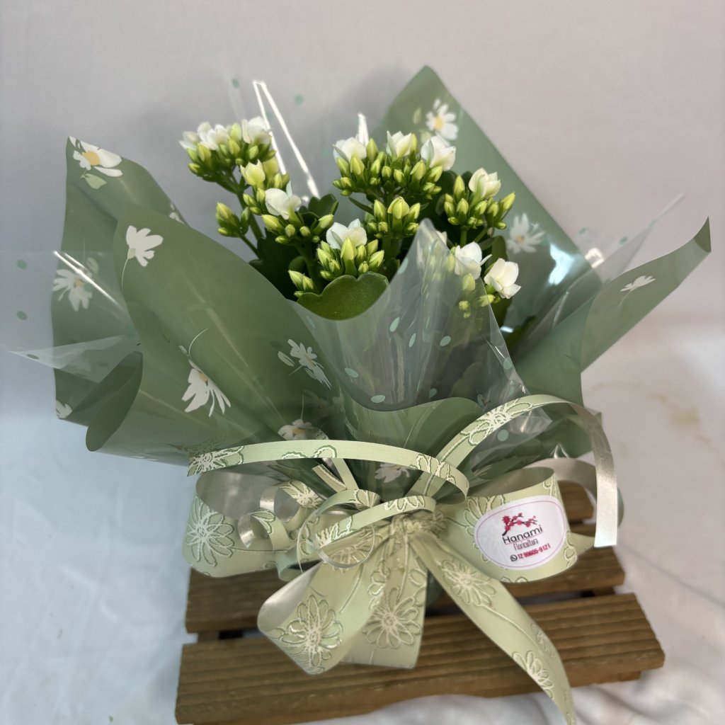 Kalanchoe