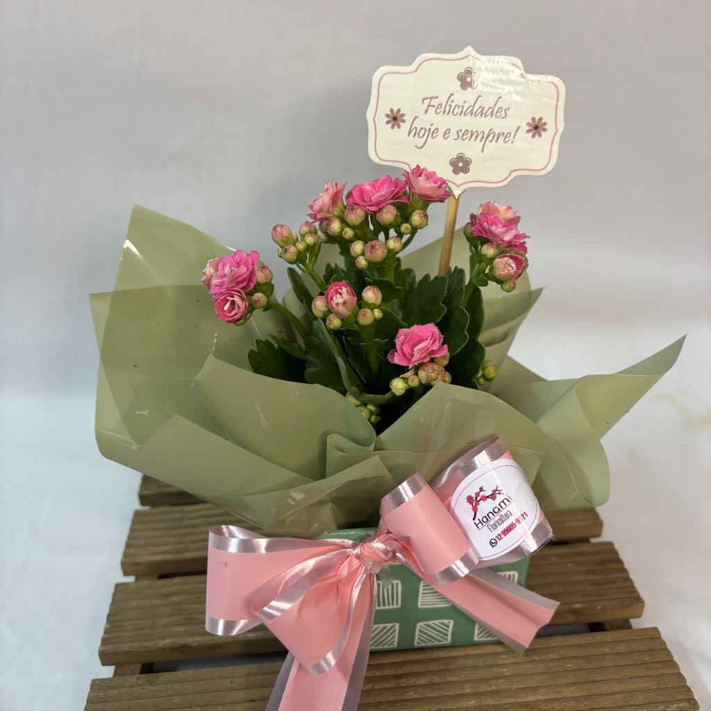 Cach Mini Kalanchoe