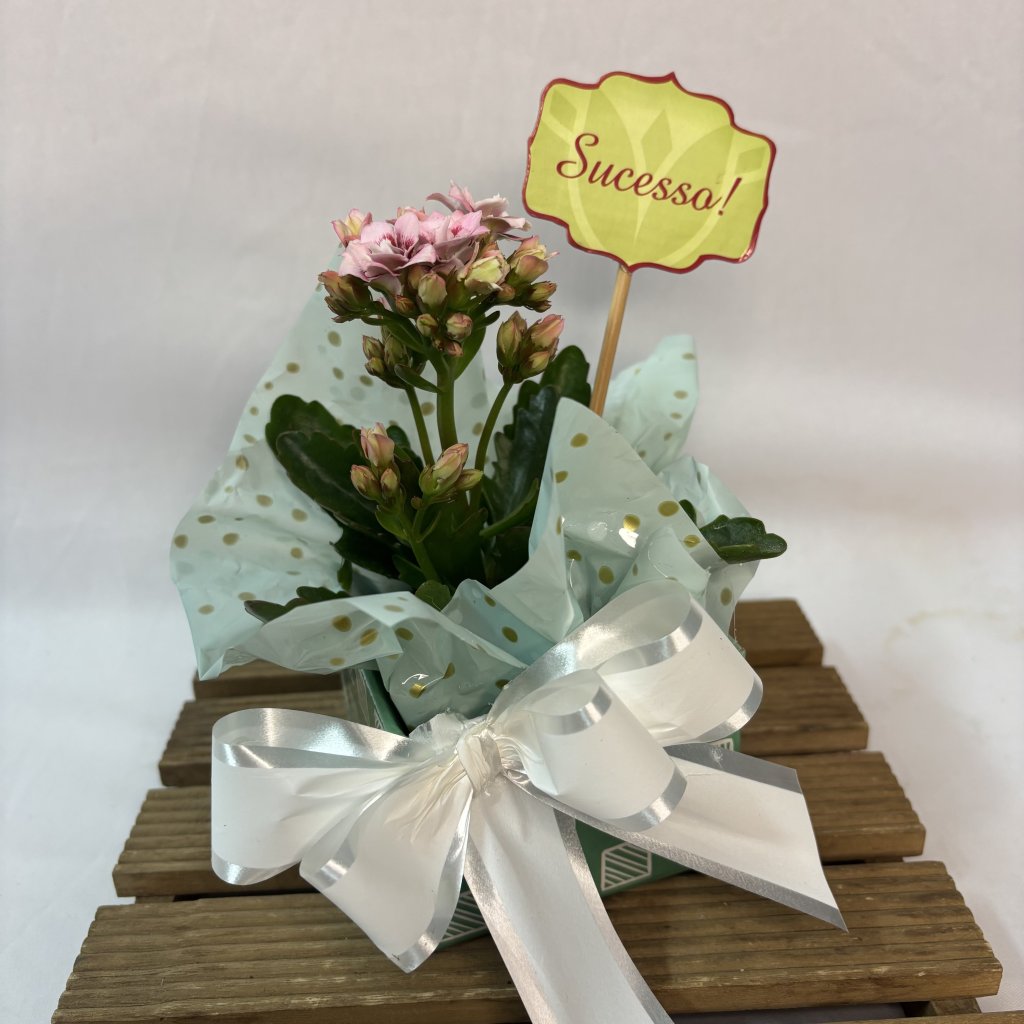 Cach Mini Kalanchoe 