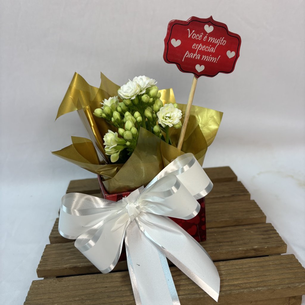 Cach Mini Kalanchoe