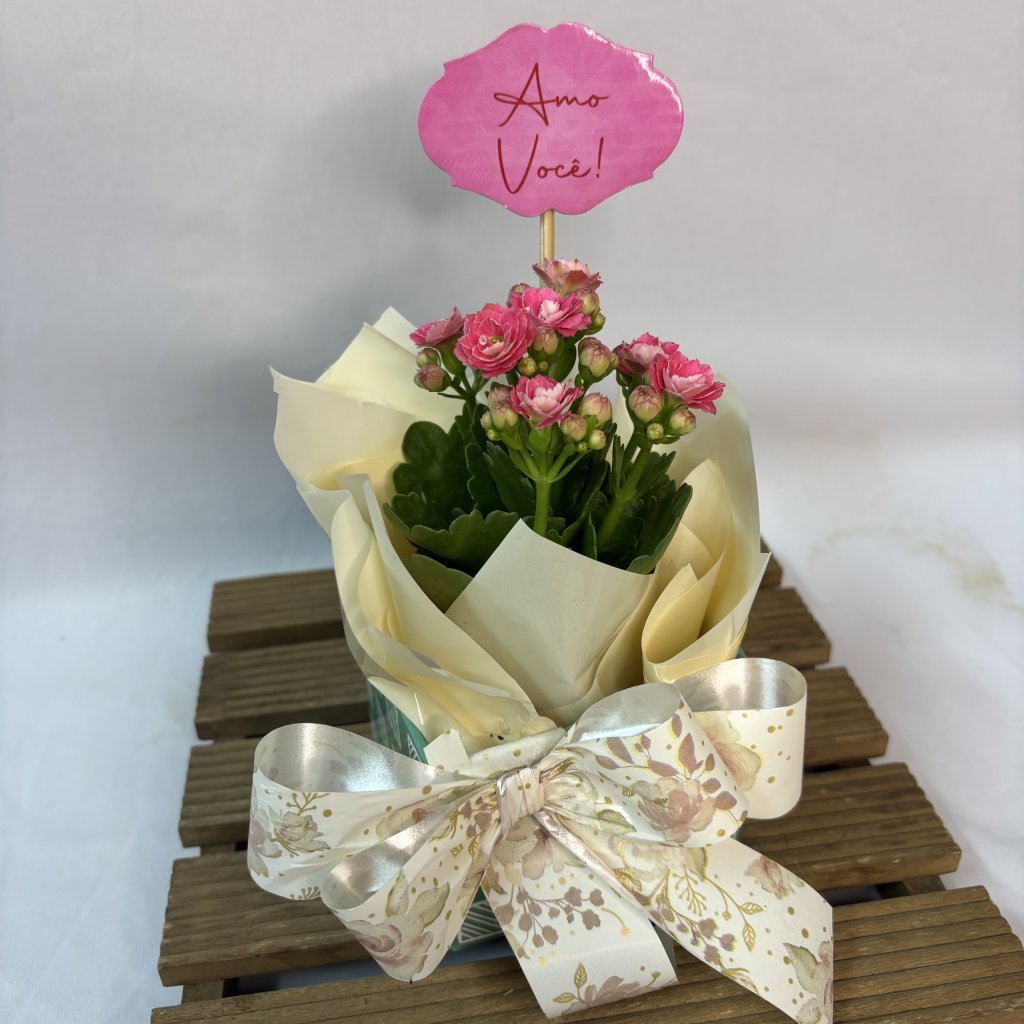 Cach Mini Kalanchoe