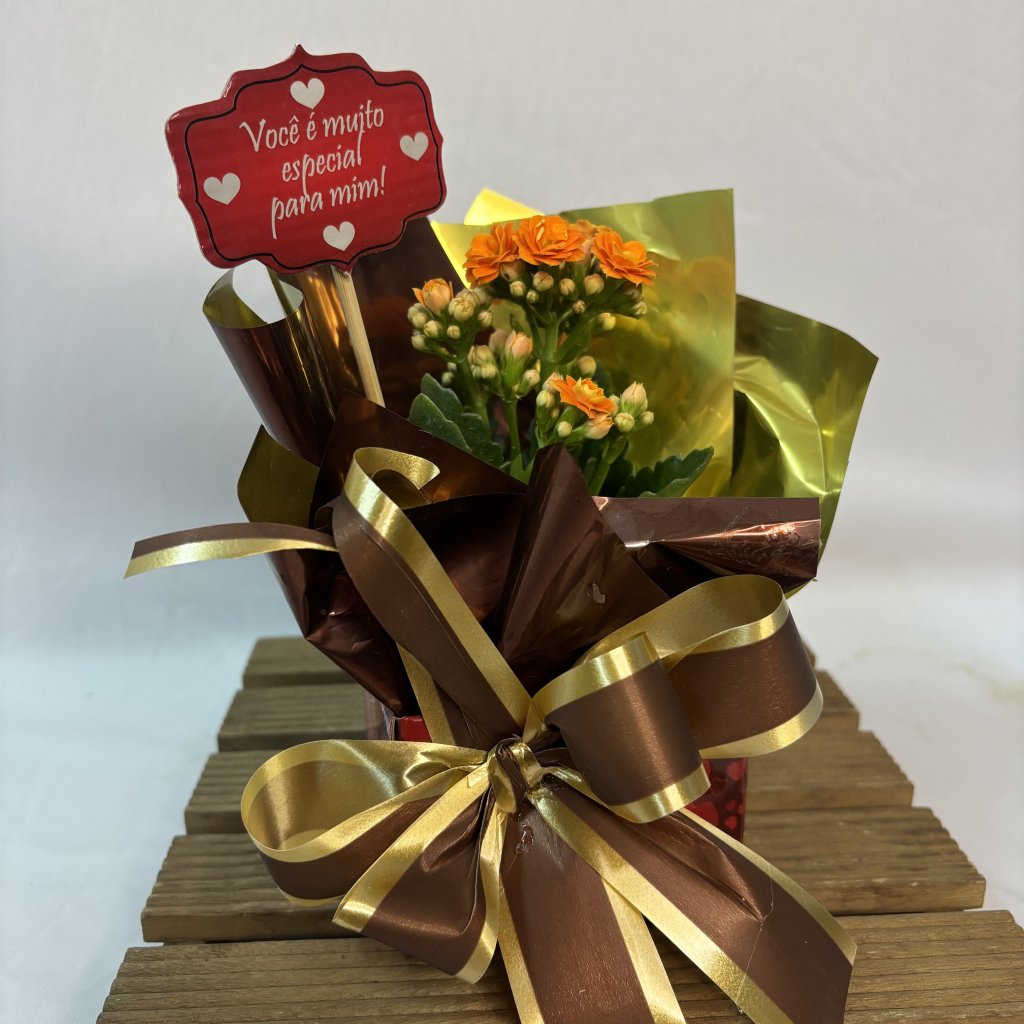 Cach Mini Kalanchoe