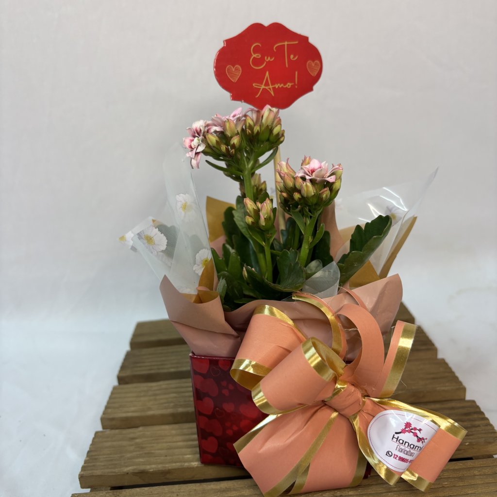 Cach Mini Kalanchoe