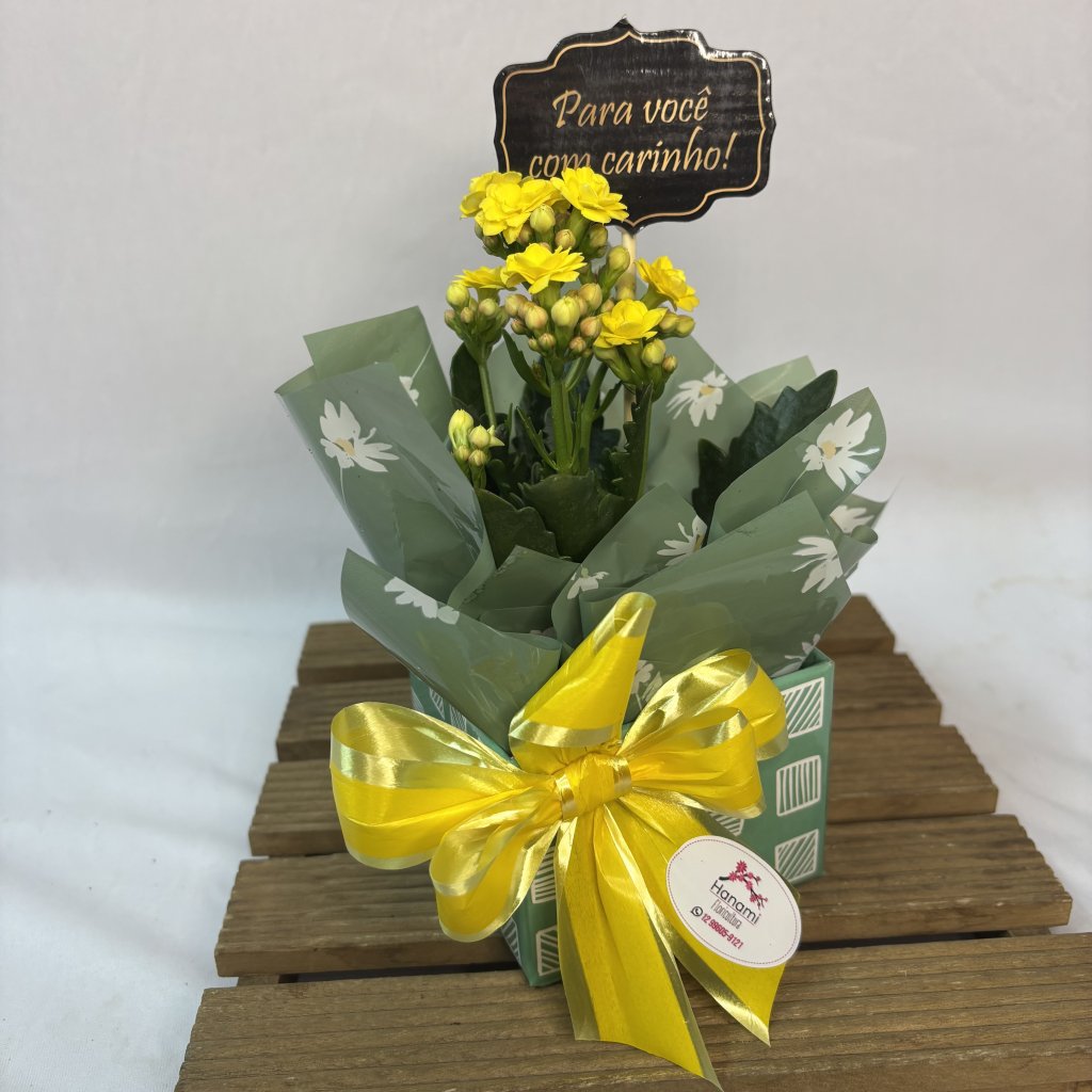 Cach Mini Kalanchoe
