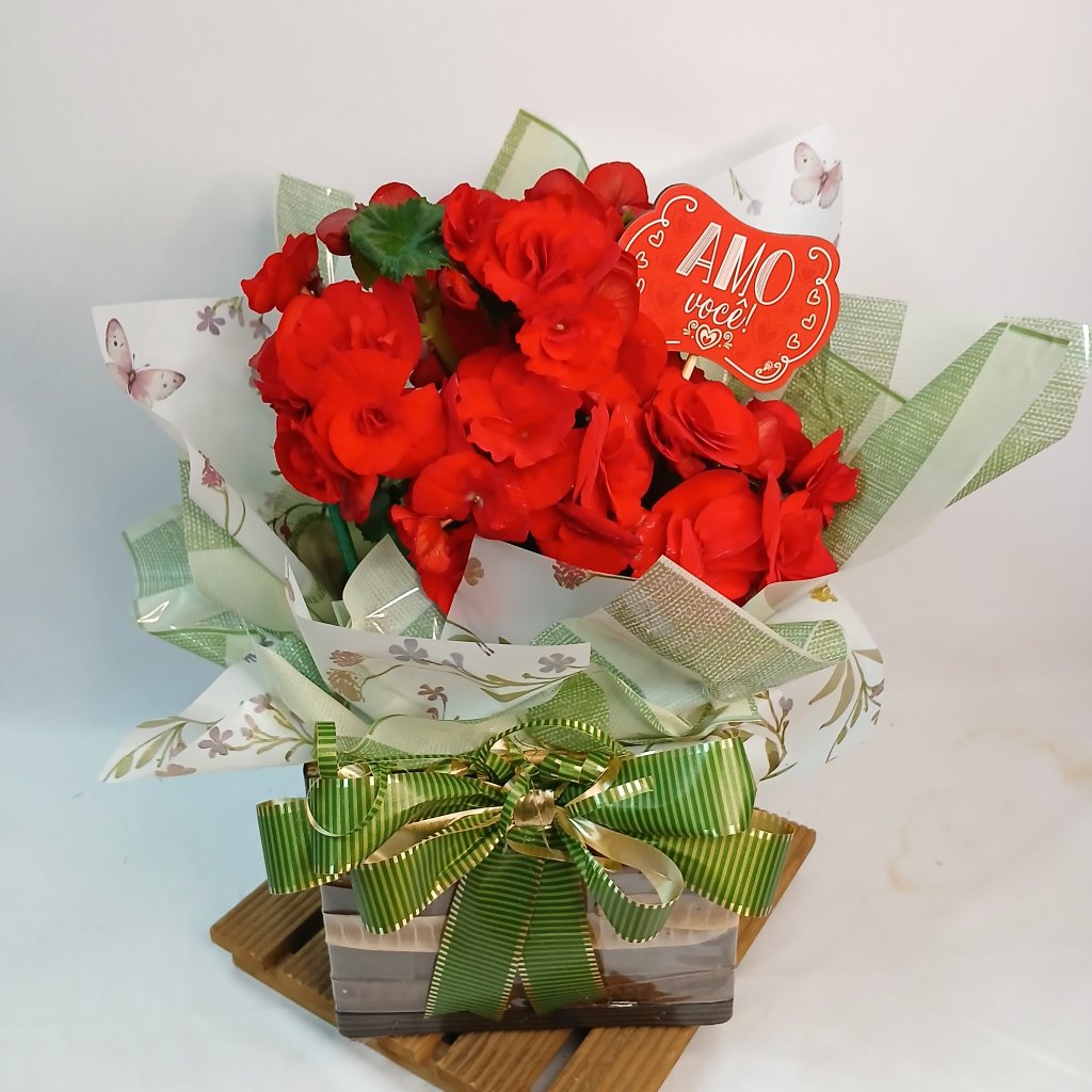 Cach Mad Begonia