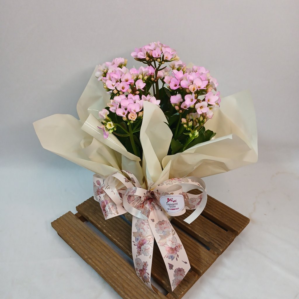 Kalanchoe