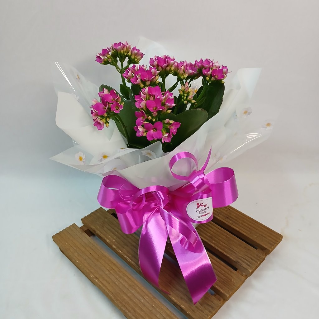Kalanchoe