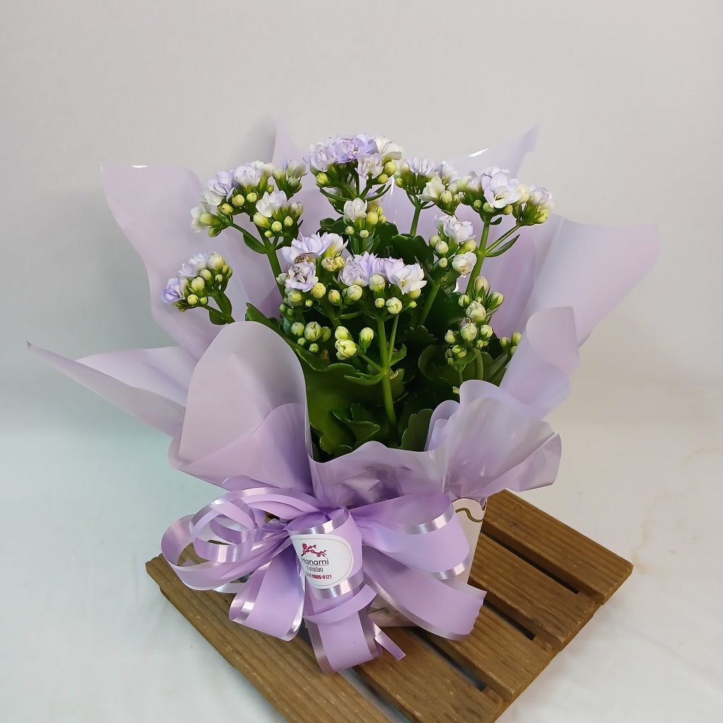 Cach Kalanchoe