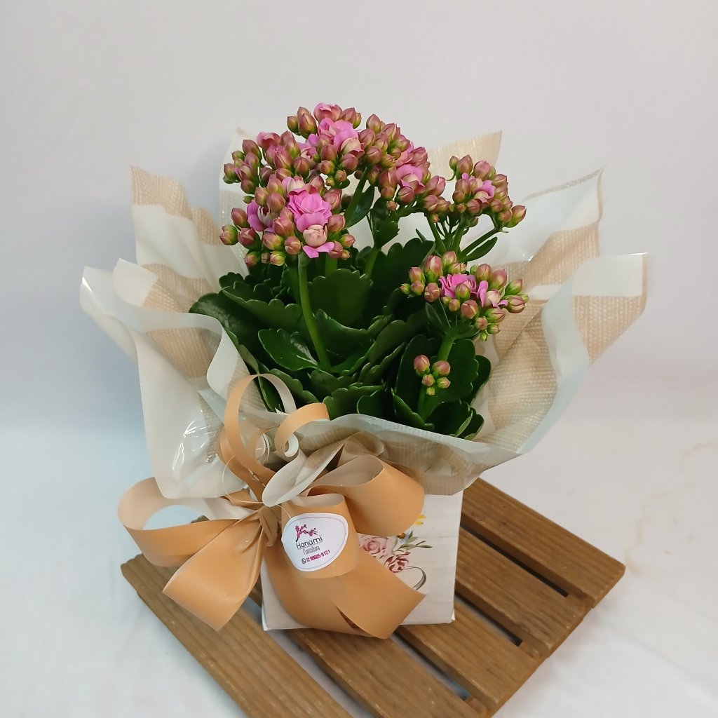Cach Kalanchoe