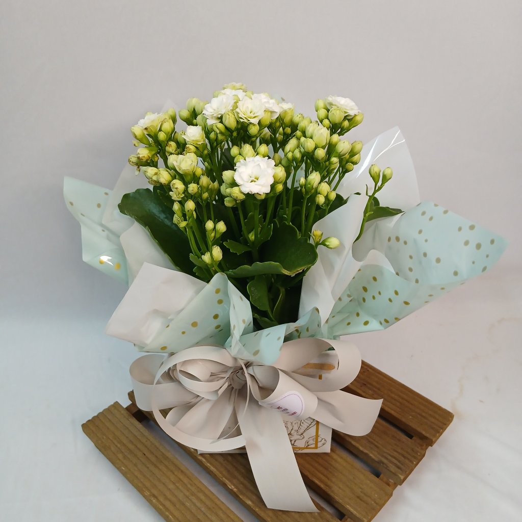 Cach Kalanchoe