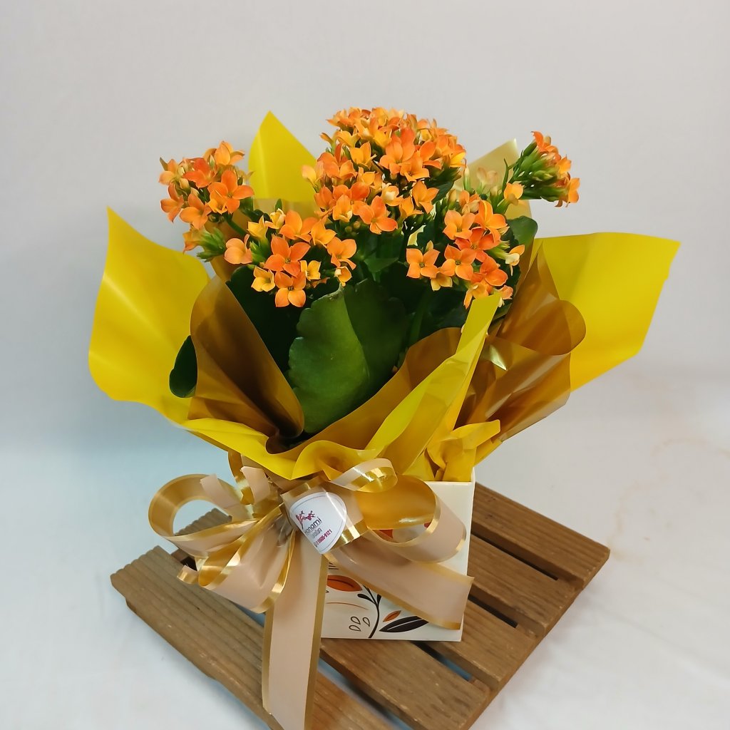 Cach Kalanchoe