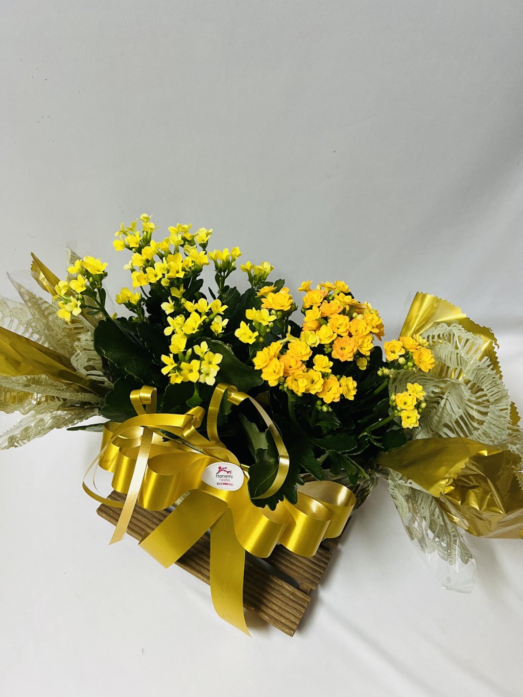 “Bom bom” kalanchoe 