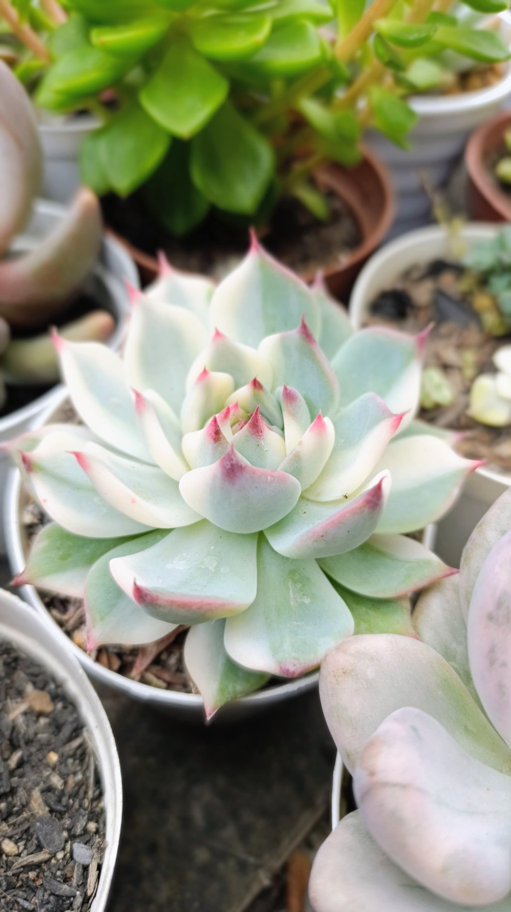 Chihuahuensis variegata 