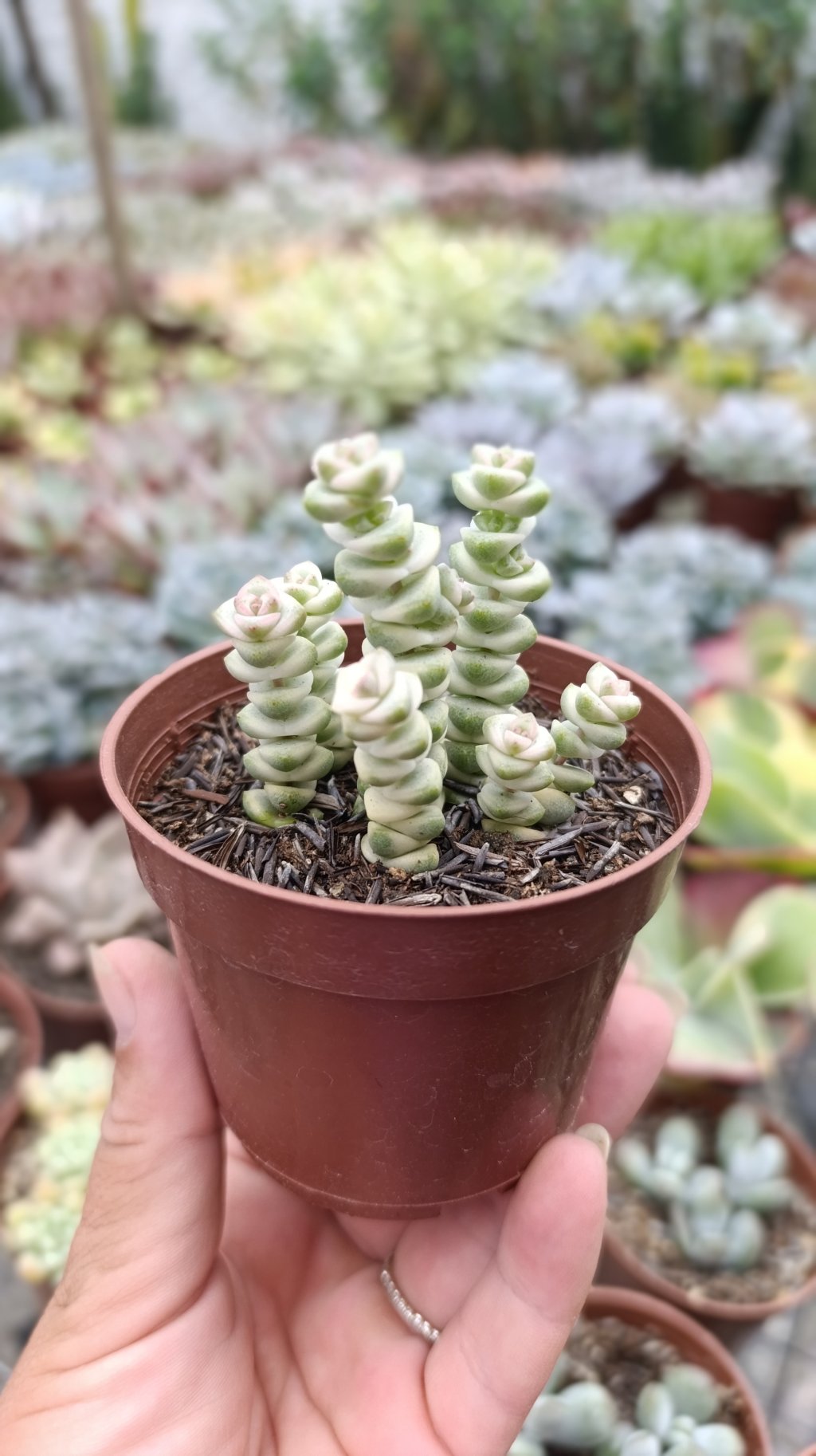 Baby necklace variegata 