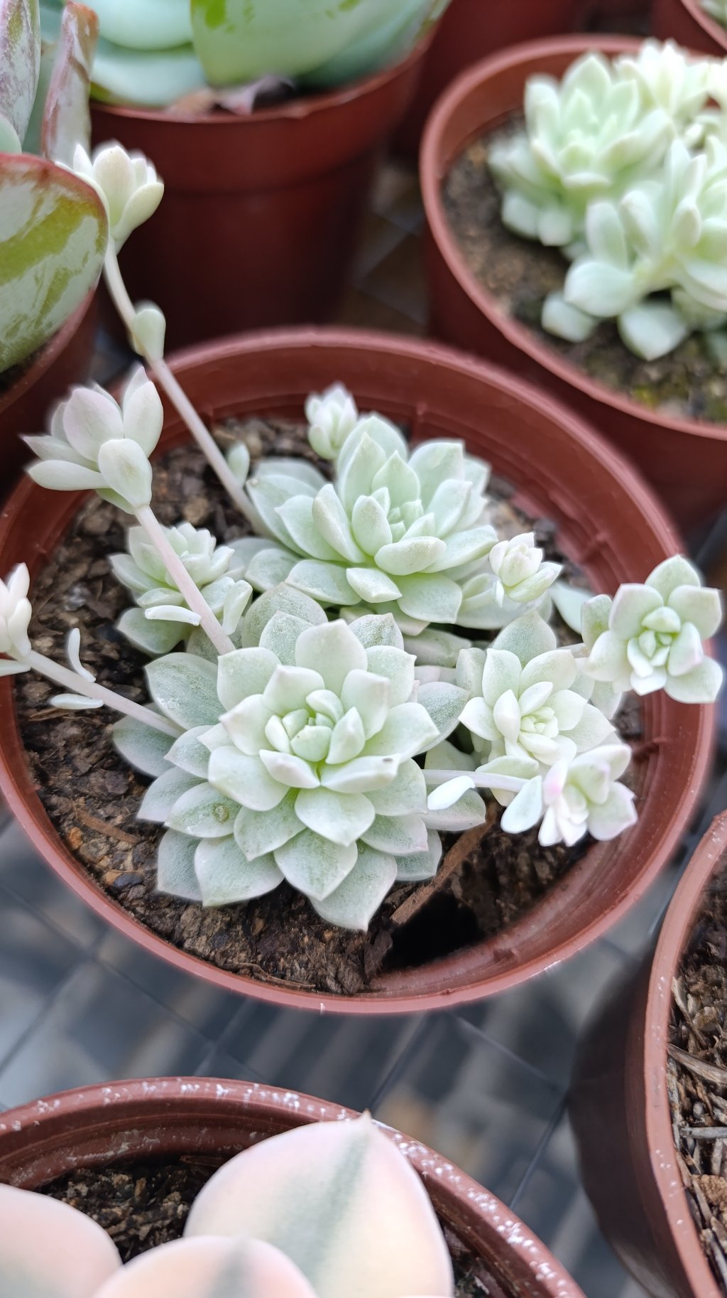Prolifica variegata 