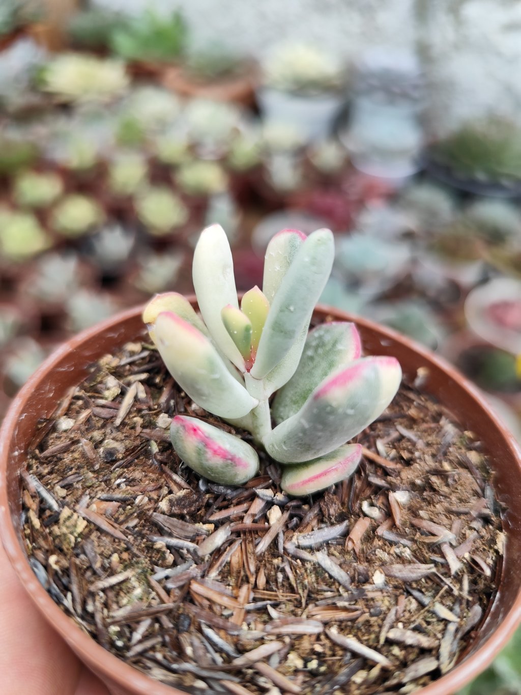 Cotyledon flanagany 