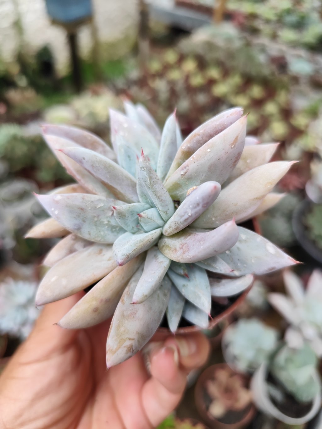 Colorata mexican giant cristata 