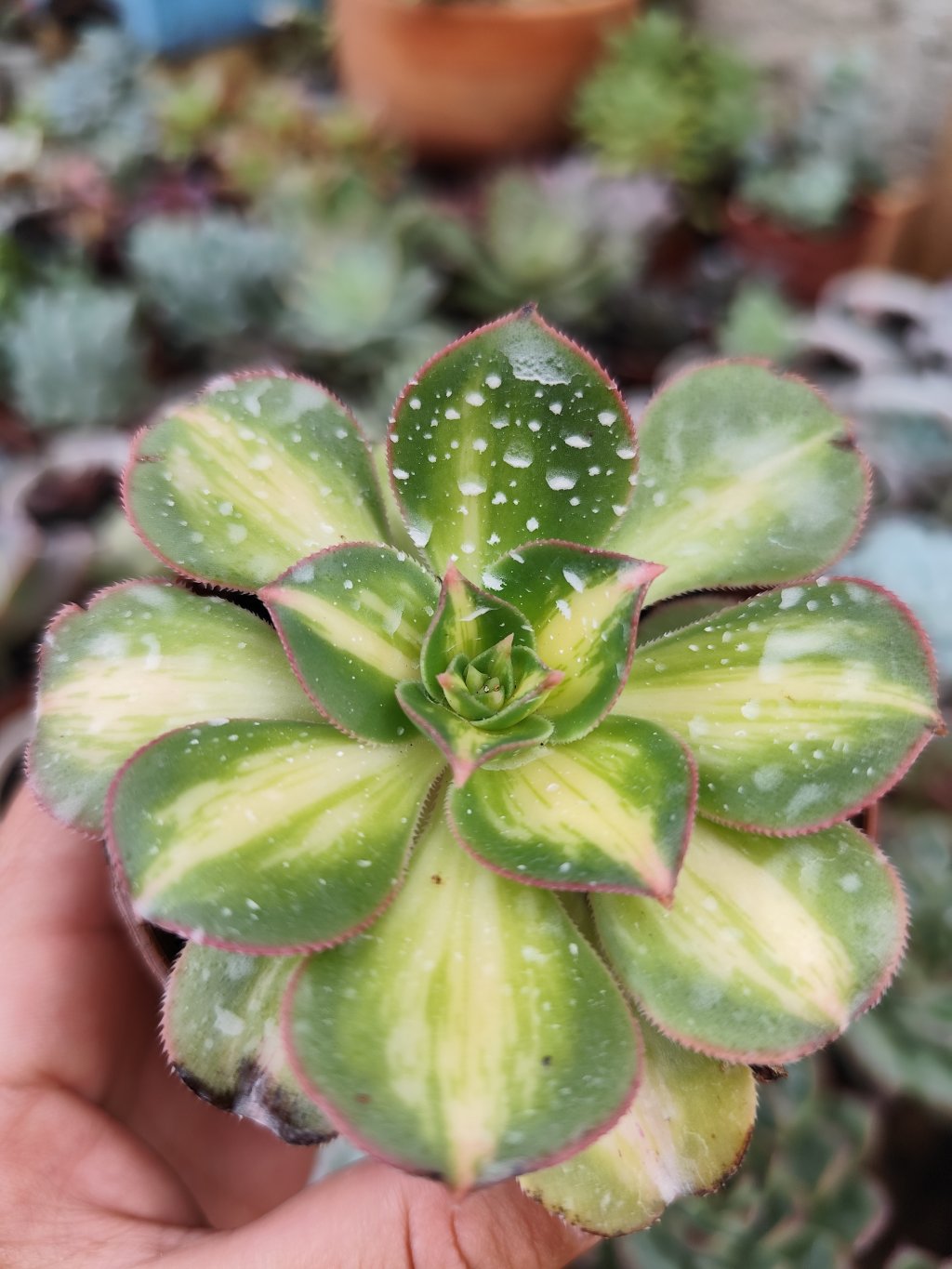 Aeonium lima limão 