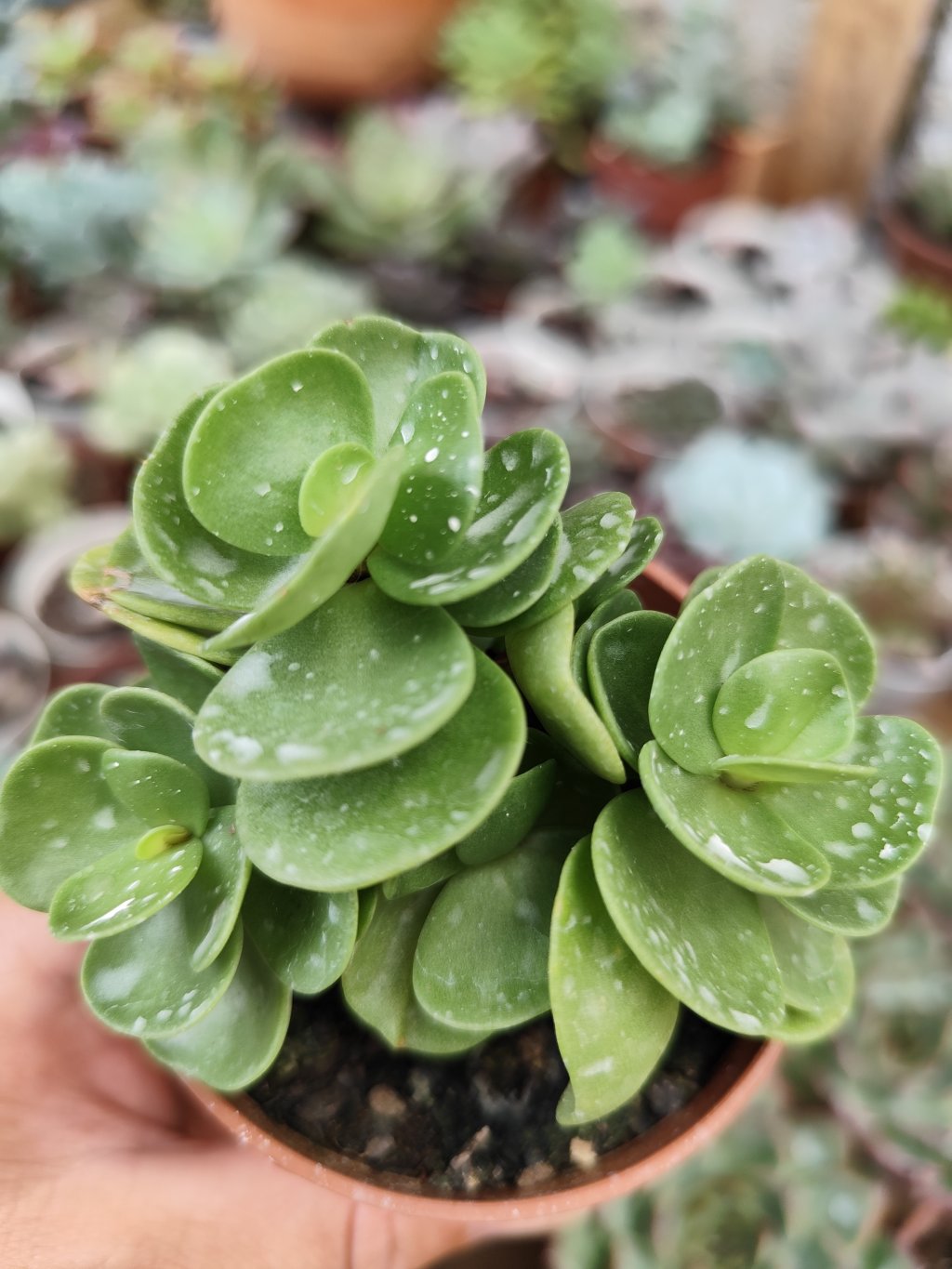 Portulaca molokiniensis 