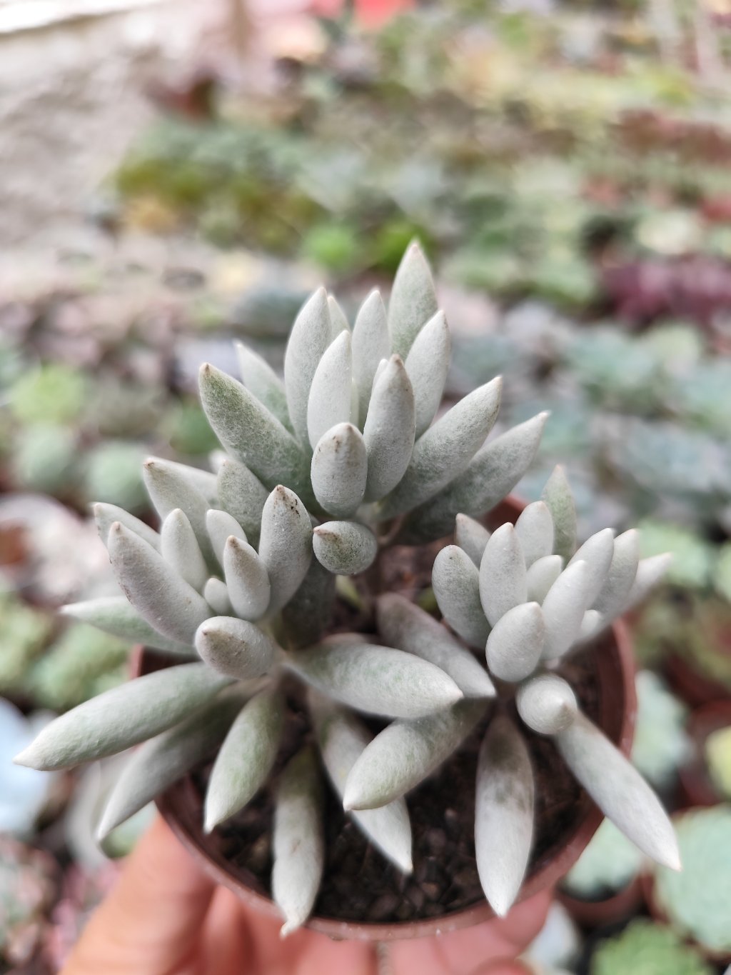 Senecio hawortii 