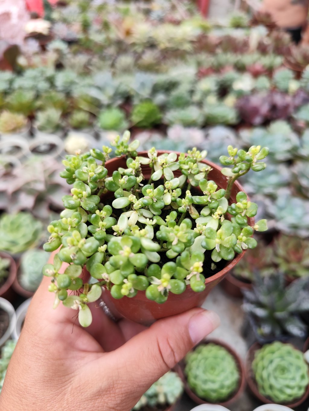 Athoum variegata 