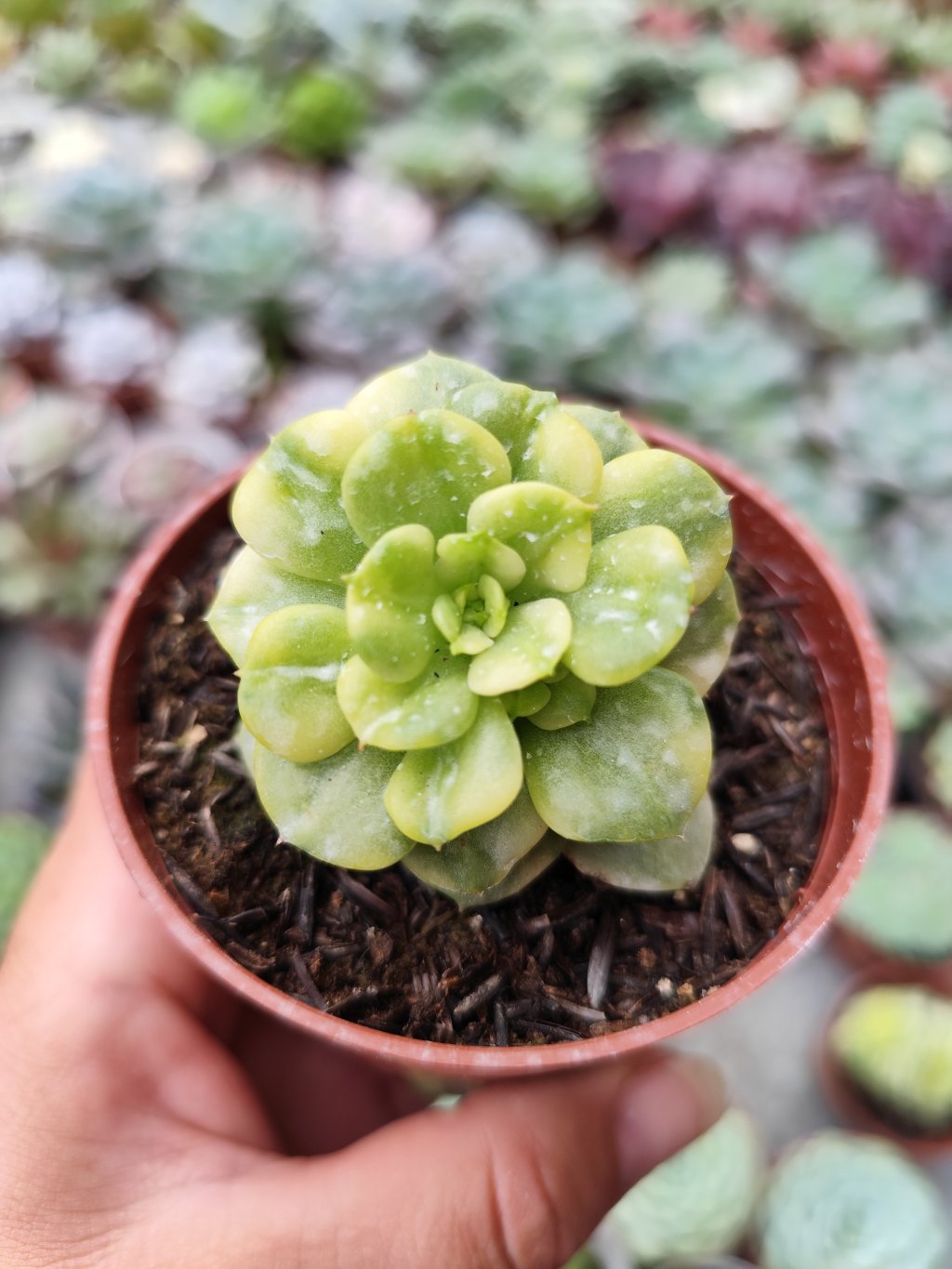 Sedeveria Holly variegata 