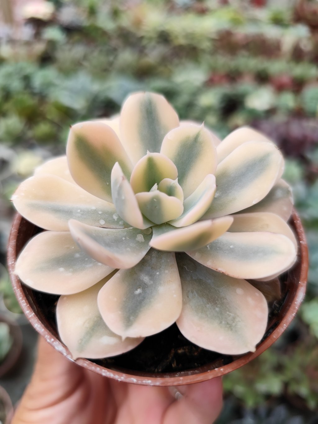 Runionni akaioshi variegata 