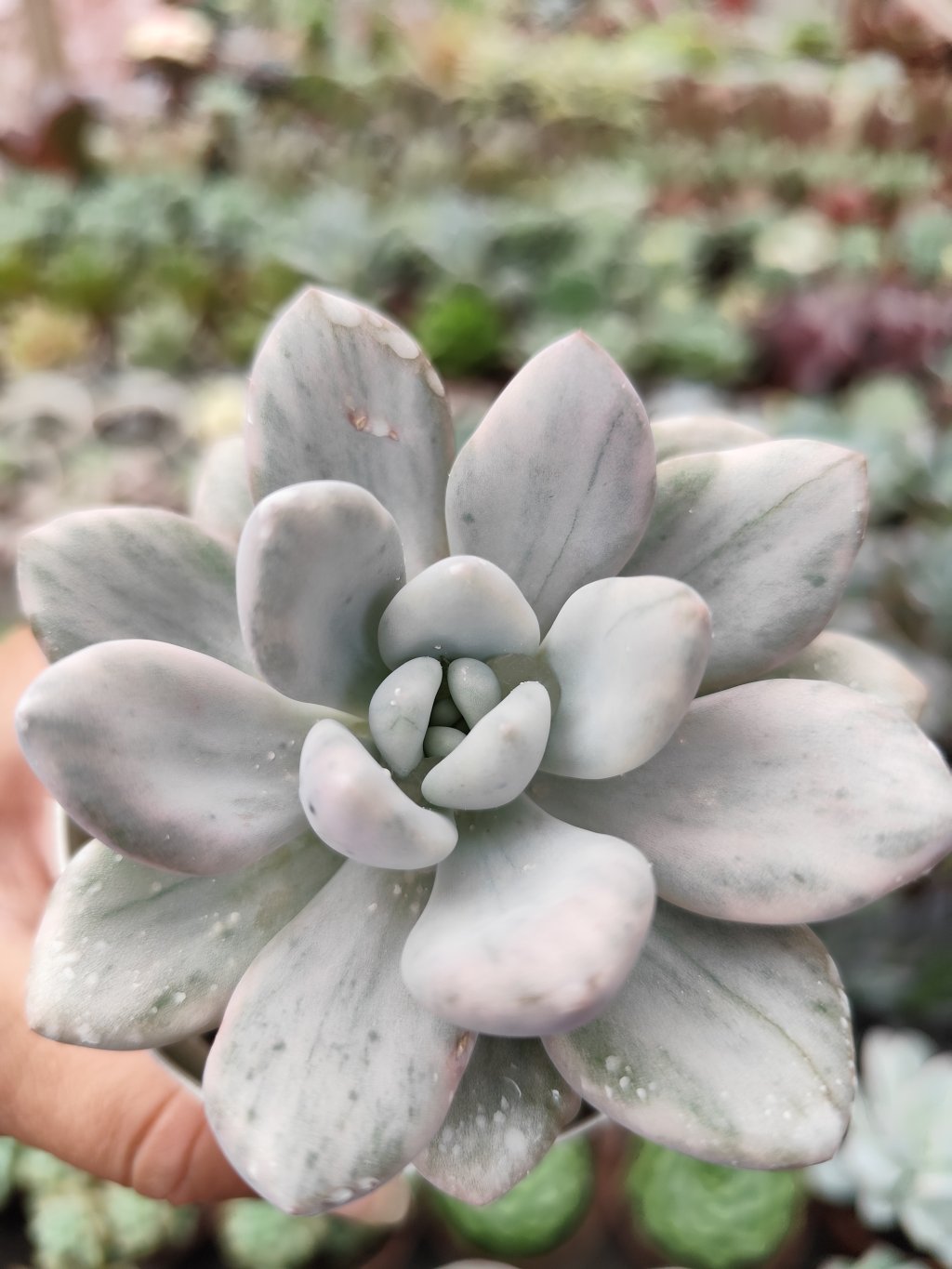 Opalina variegata (marmorizada)